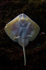 Small funny ray fish behind the glass of the aquarium looks at you. © Mariia Loginovskaia