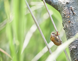 Cicada shell