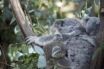 Papier Peint photo Koala koala and joey