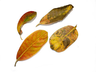 brown leaf isoled on white