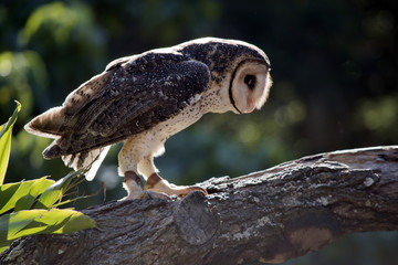 Obraz premium masked owl