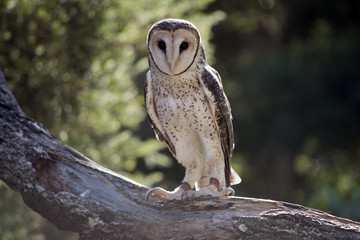 masked owl