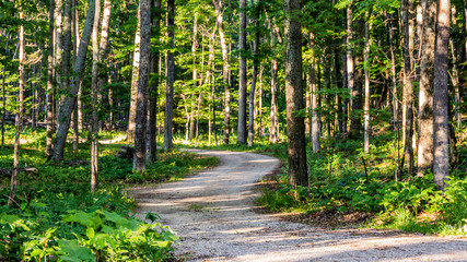 Wooded Road in Northern Michigan