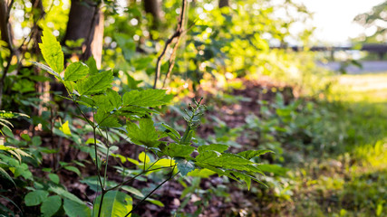 Closeup of Green Plant at Treeline