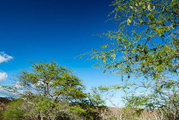 Fototapeta premium ダイヤモンドヘッド（Diamond Head State Monument)