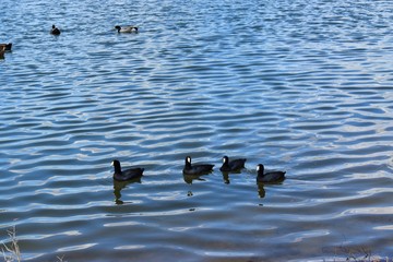ducks in the water