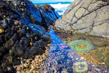 Tide pool