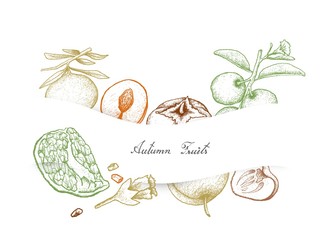 Hand Drawn Autumn Fruits of Pomegranat, Persimmons and Plums