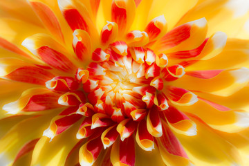 Close up of yellow and orange dahlia blossom.
