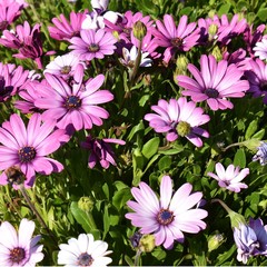 Springtime with purple African Daisies blooming