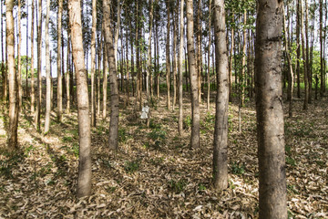 Obraz premium firewood plantation eucalyptus