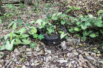 Used tire discarded in the nature