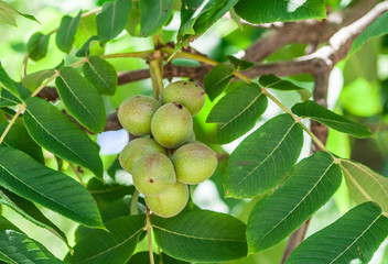the green fruits of the Manchurian nut grow on a branch surrounded by green foliage, a bunch of fruits on a photo, a sunny day,