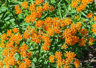 asclepias tuberosa bright orange bushy, illuminated by sunlight, grows in the garden in full bloom small flowers with thin dark green foliage
