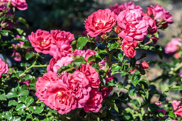 rose cluster on the branch of flowers with double pink flowers, the plant is illuminated by the sun, grows in the garden, daylight,