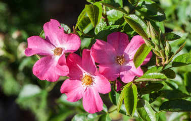 grade rosy carpet matador three pink flowers in bloom close-up in the middle of a photo, a sunny summer day, the sun illuminates flowers, brightly green leaves