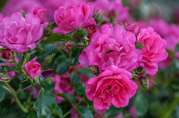 grade heidetraum bush of flowering pink roses in the number of five pieces with several buds, growing in the garden, summer day, close-up