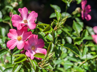 grade rosy carpet matador three pink flowers in bloom close-up at the edge of the photo, a sunny summer day, the sun illuminates the flowers, brightly green leaves