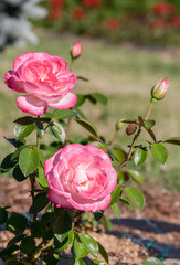 laminuette rose two large pink flowers with several buds in bloom, the sun illuminates the plant, grows in the garden