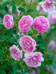 rose harlow carr six large pink flowers on a vertical photo, bright green leaves and beautiful terry flowers, full bloom
