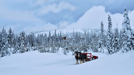 Horses pulling red carriage in winter forest. Tourist attraction in Big White.  Kelowna. Winter forest covered with snow after snowstorm. Big White Ski Resort. Ocanagan. British Columbia. Canada. - obrazy, fototapety, plakaty