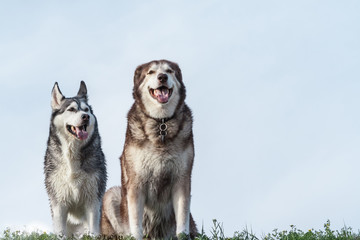 portrait of two dogs, a Alaskan Malamute female and Siberian husky male, the animals sit on a background of pale blue sky on low grass, the husky looks into the camera,