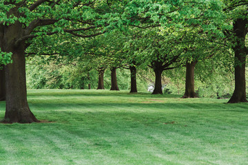 Trees and Green Grass