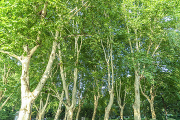 Fototapeta premium Grass and green woods in the park
