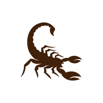 Scorpion logo icon vector