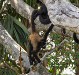 baby spider monkey has fun swinging around