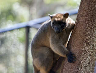 Lumholtz's tree kangaroo