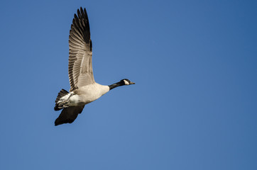 Lone Canada Goose Flying in a Blue Sky