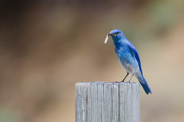 Mountain Bluebird Displaying Its Catch While Perched atop a Weathered Wooden Post
