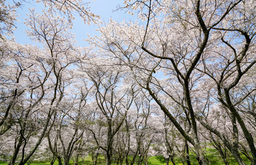 桜　安芸ダム