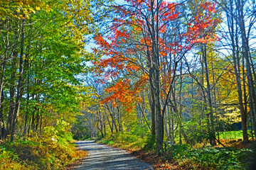 Old country road with fallen leaves in the autumn season.
