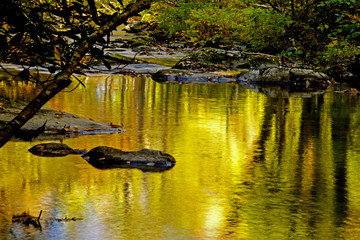 Yellow colors in a small creek in the fall.