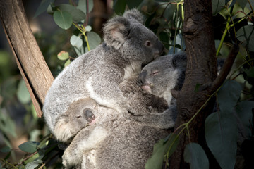 koala joeys cuddling