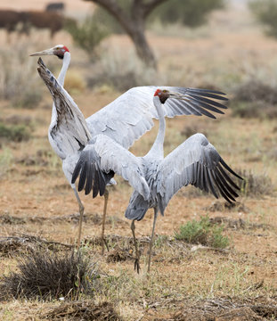  brolga dancing in Western Queensland, Australia