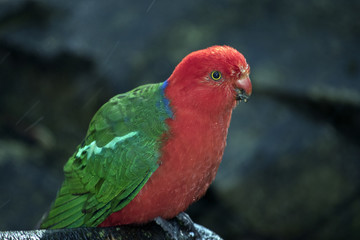 Australian king parrot