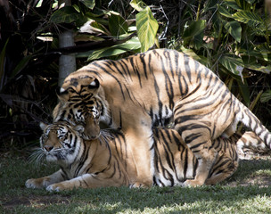 tigers mating