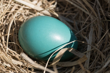 Robin egg in nest