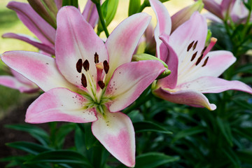 Lilies Macro Closeup