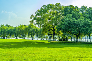 Grass and green woods in the park