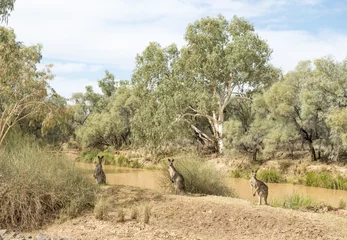 Photo sur Plexiglas Kangourou   western grey kangaroos near the Bulloo river at Thargomindah Queensland.