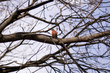 Robin