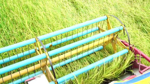 Slow Motion : Harvester agriculture machine and harvesting in rice field