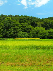 田んぼと林風景