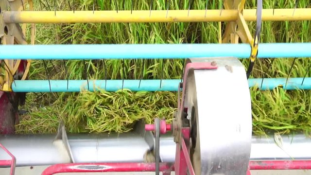 Slow Motion : Harvester agriculture machine and harvesting in rice field