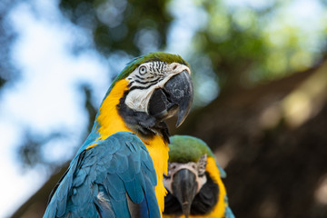 vibrant blue and gold macaw poses for a head shot