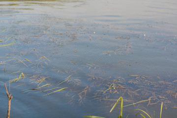 Dirty water in the lake. Algae in the lake